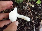 Russula fragilis image