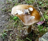 Amanita sect. Vaginatae image