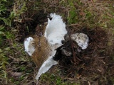 Amanita sect. Vaginatae image