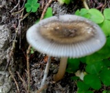 Amanita battarrae image