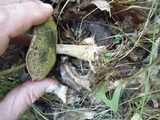 Boletus pallidus image