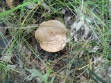 Boletus pallidus image