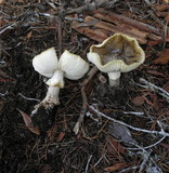 Amanita augusta image