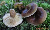 Lactarius mucidus image