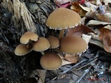 Psathyrella piluliformis image