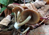 Psathyrella piluliformis image