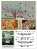 Amanita velatipes image