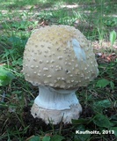 Amanita velatipes image