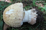 Amanita velatipes image