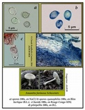 Amanita farinosa image