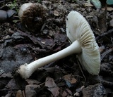 Amanita farinosa image