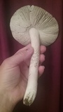 Amanita sect. Vaginatae image