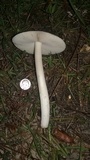 Amanita sect. Vaginatae image