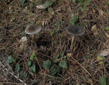 Amanita pachycolea image