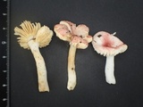 Russula kansaiensis image