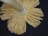 Russula kansaiensis image