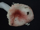 Russula kansaiensis image