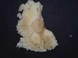 Russula kansaiensis image