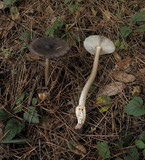Amanita pachycolea image