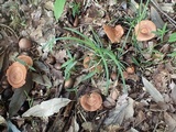 Lactarius subzonarius image