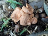 Lactarius subzonarius image