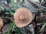 Lactarius subzonarius image