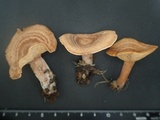 Lactarius subzonarius image