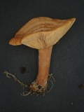 Lactarius subzonarius image