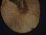 Lactarius subzonarius image