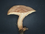 Lactarius subzonarius image