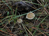 Baeospora myosura image
