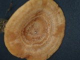 Lactarius subzonarius image