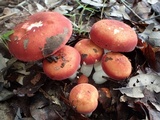 Russula sanguinaria image