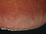 Russula sanguinaria image