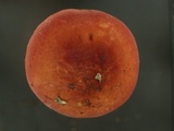 Russula sanguinaria image