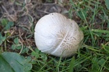 Pluteus petasatus image