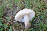 Pluteus petasatus image