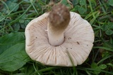 Pluteus petasatus image