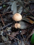 Marasmius fulvoferrugineus image