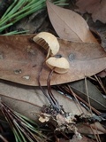 Marasmius fulvoferrugineus image