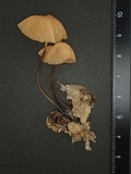 Marasmius fulvoferrugineus image