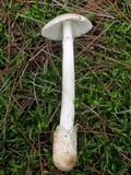 Amanita murrilliana image