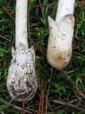 Amanita murrilliana image