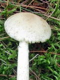 Amanita murrilliana image