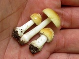 Amanita minutula image