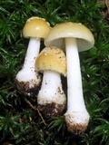 Amanita minutula image