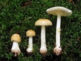 Amanita minutula image