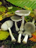 Amanita farinosa image