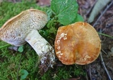Hydnum subrufescens image