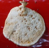 Microporellus obovatus image